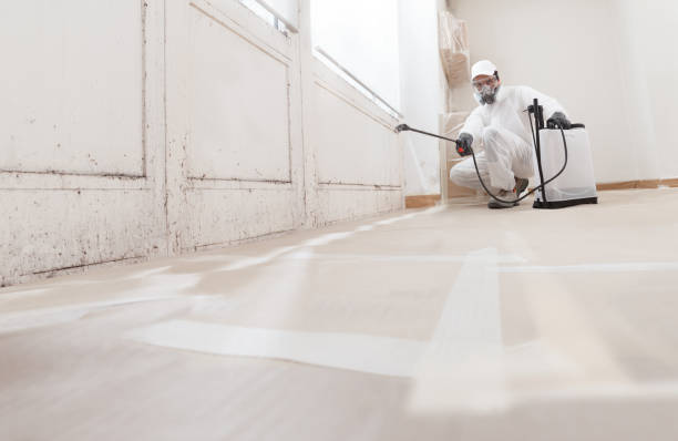 Black mold remediation team in Saint Paul